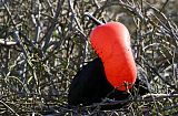 Magnificent Frigatebirdborder=